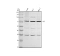 Anti-TDP1 Antibody Picoband®