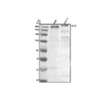 Anti-SETX Antibody Picoband®