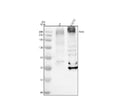 Anti-SETX Antibody Picoband®