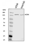 Anti-HCN4 Antibody Picoband®