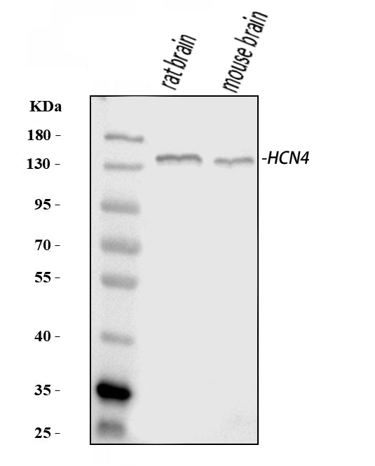 Anti-HCN4 Antibody Picoband®