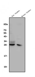 Anti-CD8 alpha/Cd8a Antibody Picoband®