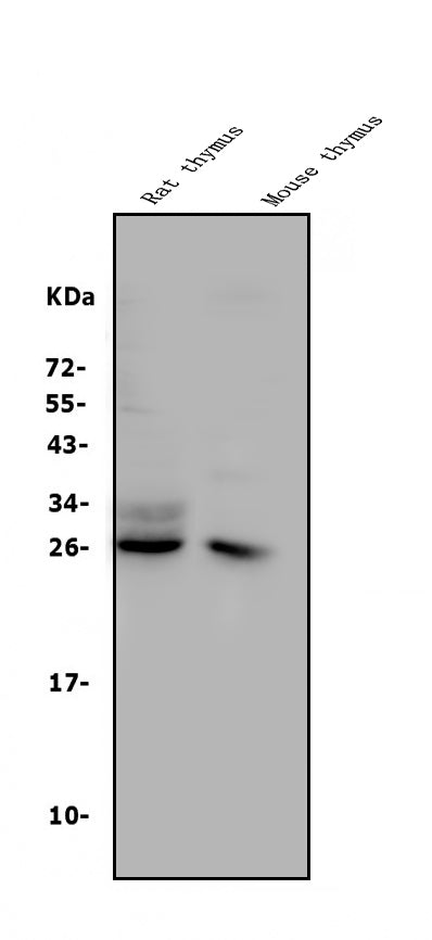 Anti-CD8 alpha/Cd8a Antibody Picoband®