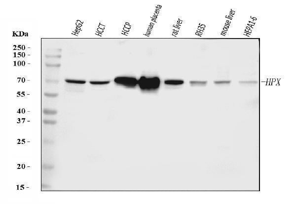 Anti-Hemopexin/HPX Antibody Picoband®