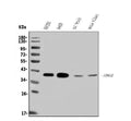 Anti-ARG2 Antibody Picoband®