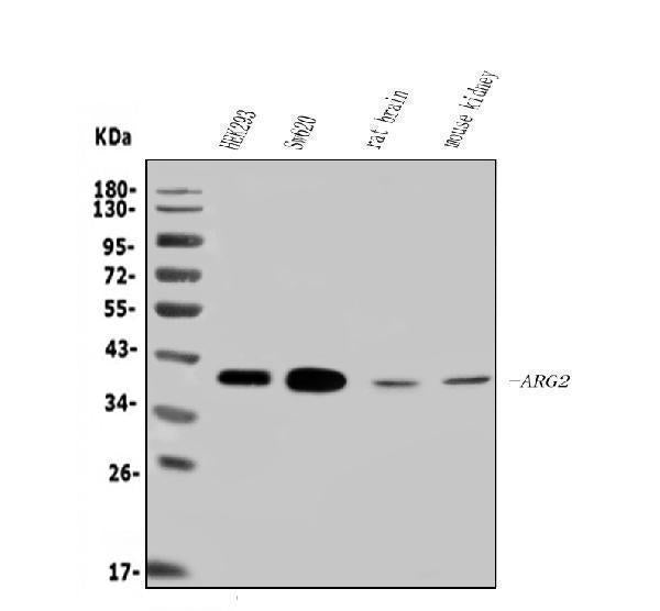 Anti-ARG2 Antibody Picoband®