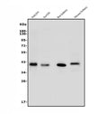 Anti-ARG2 Antibody Picoband®