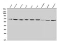 Anti-GLUT9/SLC2A9 Antibody Picoband®
