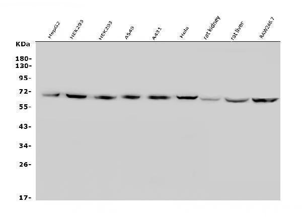 Anti-GLUT9/SLC2A9 Antibody Picoband®