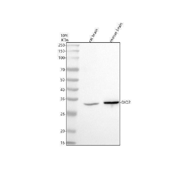 Anti-DIO2 Antibody Picoband®