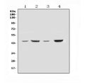Anti-SOX3 Antibody Picoband®