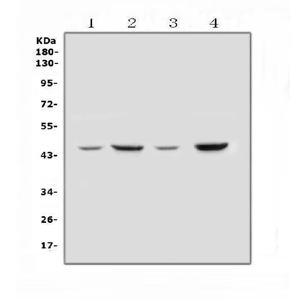 Anti-SOX3 Antibody Picoband®