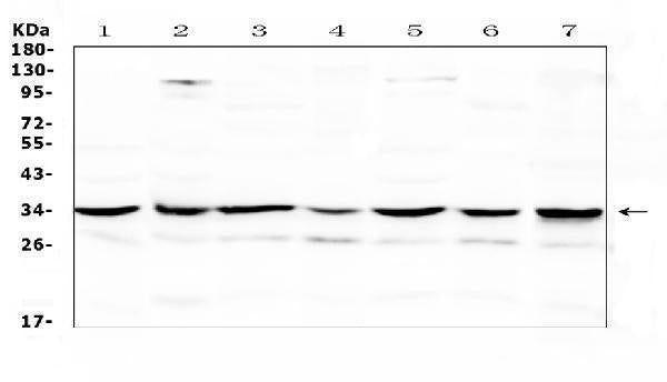 Anti-UCP2 Antibody Picoband®