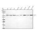Anti-ADAM12 Antibody Picoband®