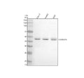 Anti-ADORA2A Antibody Picoband®