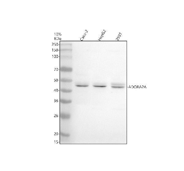 Anti-ADORA2A Antibody Picoband®
