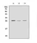 Anti-FGF9 Antibody Picoband®