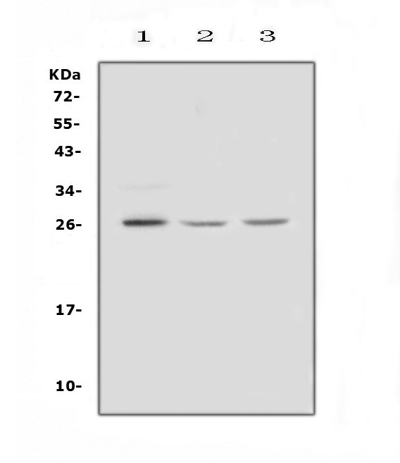 Anti-FGF9 Antibody Picoband®