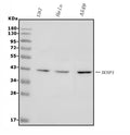 Anti-MKP-1/DUSP1 Antibody Picoband®