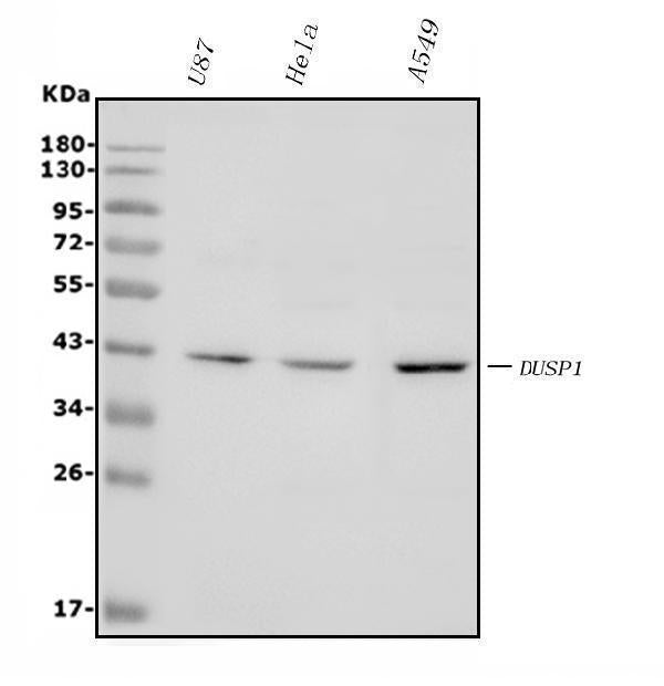 Anti-MKP-1/DUSP1 Antibody Picoband®