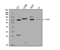 Anti-EEF2K Antibody Picoband®