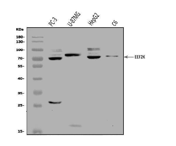 Anti-EEF2K Antibody Picoband®