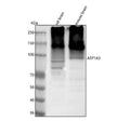 Anti-ATP1A3 Antibody Picoband®