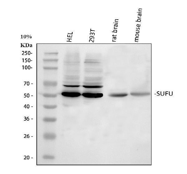 Anti-SUFU Picoband® Antibody