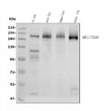 Anti-Mannose Receptor/MRC1 Picoband® Antibody