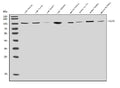 Anti-ClC-5/CLCN5 Antibody Picoband®
