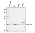 Anti-UBE2I/UBC9 Antibody Picoband®
