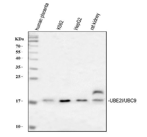 Anti-UBE2I/UBC9 Antibody Picoband®