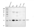 Anti-UBE2I UBC9 Antibody Picoband®