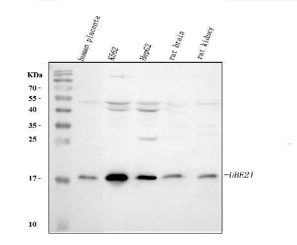 Anti-UBE2I UBC9 Antibody Picoband®