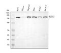 Anti-EEA1 Antibody Picoband®