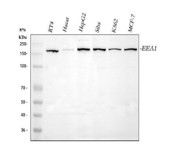 Anti-EEA1 Antibody Picoband®