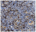 Anti-CD82 Antibody