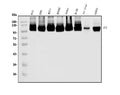 Anti-MCM4 Antibody Picoband®