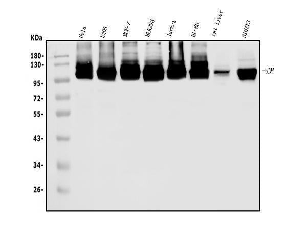 Anti-MCM4 Antibody Picoband®