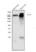Anti-AKAP12 Antibody Picoband®