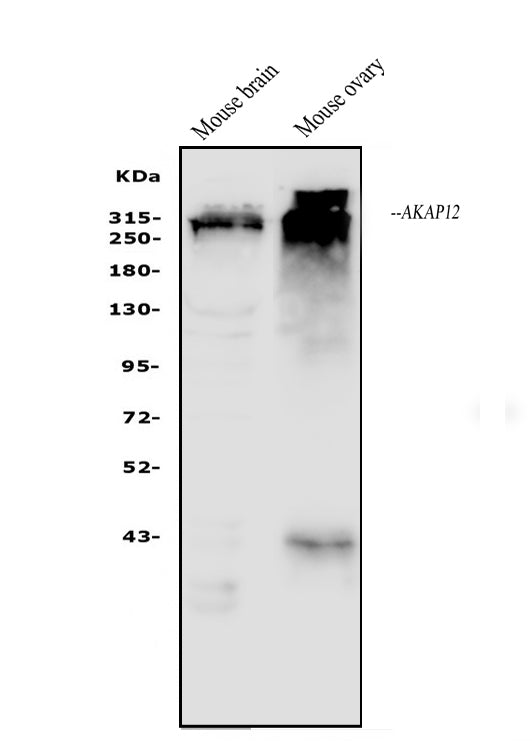 Anti-AKAP12 Antibody Picoband®