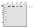 Anti-DIAPH1 Antibody Picoband®
