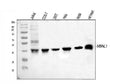 Anti-MBNL1 Antibody Picoband®