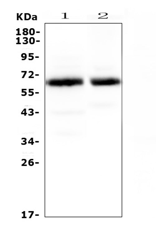Anti-Synaptotagmin 1/SYT1 Antibody Picoband®