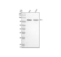 Anti-PIF1 Antibody Picoband®