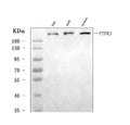 Anti-DEP1/PTPRJ Antibody Picoband®