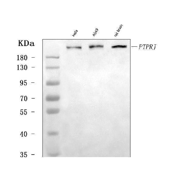 Anti-DEP1/PTPRJ Antibody Picoband®