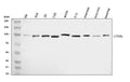 Anti-delta 1 Catenin/CAS/CTNND1 Antibody Picoband®