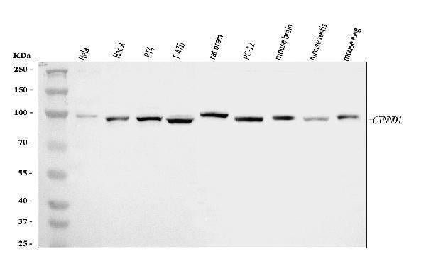 Anti-delta 1 Catenin/CAS/CTNND1 Antibody Picoband®