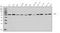 Anti-P4HB Antibody Picoband®